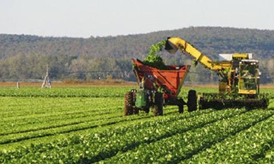 Acido Tartarico Industria Agricola